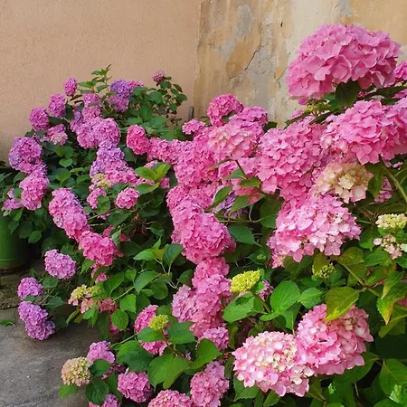 Chic Brasov